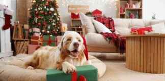 10 Affordable Christmas Gifts for Dogs: Under $10 10-affordable-christmas-gifts-for-dogs-under-10