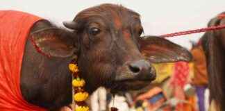 2024 Gadhimai Festival: World’s Largest Animal Sacrifice Event 2024-gadhimai-festival-worlds-largest-animal-sacrifice-event