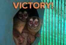 2024: Top Animal Rights Wins | PETA 2024-top-animal-rights-wins-peta