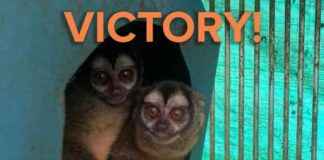 2024: Top Animal Rights Wins | PETA 2024-top-animal-rights-wins-peta