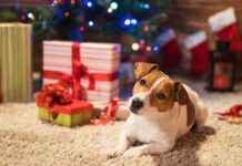 25 Christmas Gift Ideas for Dogs: Perfect Presents for Your Pup 25-christmas-gift-deas-for-dogs-perfect-presents-for-your-pup