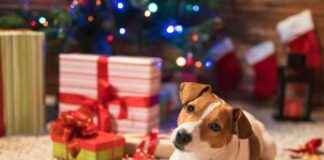 25 Christmas Gift Ideas for Dogs: Perfect Presents for Your Pup 25-christmas-gift-deas-for-dogs-perfect-presents-for-your-pup