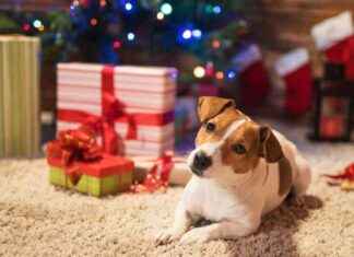 25 Christmas Gift Ideas for Dogs: Perfect Presents for Your Pup 25-christmas-gift-deas-for-dogs-perfect-presents-for-your-pup