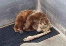 3 Roadside Zoos Condemned by PETA for Animal Cruelty 3-roadside-zoos-condemned-by-peta-for-animal-cruelty
