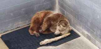 3 Roadside Zoos Condemned by PETA for Animal Cruelty 3-roadside-zoos-condemned-by-peta-for-animal-cruelty