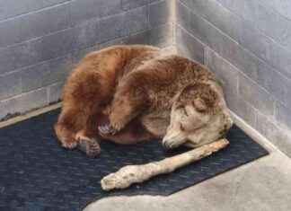 3 Roadside Zoos Condemned by PETA for Animal Cruelty 3-roadside-zoos-condemned-by-peta-for-animal-cruelty