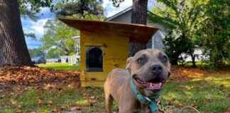 8 Ways to Help Animals During Hanukkah 8-ways-to-help-animals-during-hanukkah