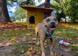 8 Ways to Help Animals During Hanukkah 8-ways-to-help-animals-during-hanukkah