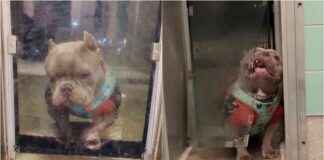 Adorable Shelter Dog with Doggy Door ‘Feud’ Gets 100+ Adoption Requests adorable-shelter-dog-with-doggy-door-feud-gets-100-adoption-requests