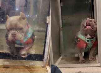 Adorable Shelter Dog with Doggy Door ‘Feud’ Gets 100+ Adoption Requests adorable-shelter-dog-with-doggy-door-feud-gets-100-adoption-requests