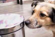 Best Dog-Proof Trash Cans to Keep Your Pup Out of the Garbage best-dog-proof-trash-cans-to-keep-your-pup-out-of-the-garbage