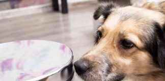 Best Dog-Proof Trash Cans to Keep Your Pup Out of the Garbage best-dog-proof-trash-cans-to-keep-your-pup-out-of-the-garbage