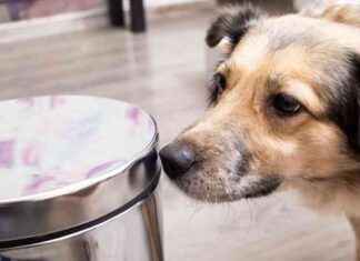 Best Dog-Proof Trash Cans to Keep Your Pup Out of the Garbage best-dog-proof-trash-cans-to-keep-your-pup-out-of-the-garbage