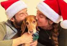 Celebrating a Beagle’s First Christmas: Galax-Free Relaxation Tips | PETA celebrating-a-beagles-first-christmas-galax-free-relaxation-tips-peta