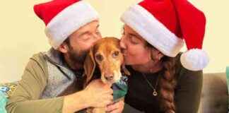 Celebrating a Beagle’s First Christmas: Galax-Free Relaxation Tips | PETA celebrating-a-beagles-first-christmas-galax-free-relaxation-tips-peta