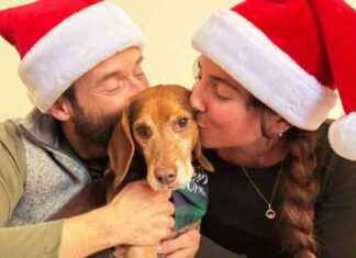 Celebrating a Beagle’s First Christmas: Galax-Free Relaxation Tips | PETA celebrating-a-beagles-first-christmas-galax-free-relaxation-tips-peta