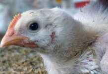 Chickens Die Before Reaching U.S. Slaughterhouses: The Shocking Reality chickens-die-before-reaching-us-slaughterhouses-the-shocking-reality