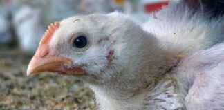 Chickens Die Before Reaching U.S. Slaughterhouses: The Shocking Reality chickens-die-before-reaching-us-slaughterhouses-the-shocking-reality