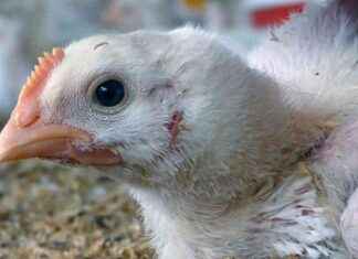 Chickens Die Before Reaching U.S. Slaughterhouses: The Shocking Reality chickens-die-before-reaching-us-slaughterhouses-the-shocking-reality
