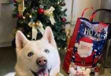 Christmas Miracle: Shelter Dog Finds Forever Home in Time for Holidays christmas-miracle-shelter-dog-finds-forever-home-in-time-for-holidays