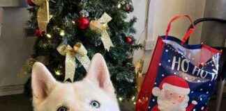 Christmas Miracle: Shelter Dog Finds Forever Home in Time for Holidays christmas-miracle-shelter-dog-finds-forever-home-in-time-for-holidays