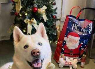 Christmas Miracle: Shelter Dog Finds Forever Home in Time for Holidays christmas-miracle-shelter-dog-finds-forever-home-in-time-for-holidays