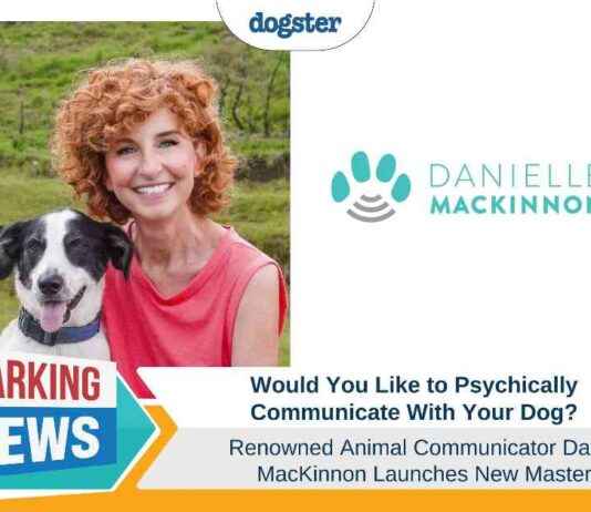 Communicate with Your Dog: Join Danielle MacKinnon’s Masterclass communicate-with-your-dog-join-danielle-mackinnons-masterclass