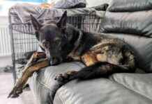 Cracking the Kodah Code: Understanding If Your Dog Is Depressed cracking-the-kodah-code-understanding-f-your-dog-s-depressed