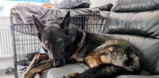 Cracking the Kodah Code: Understanding If Your Dog Is Depressed cracking-the-kodah-code-understanding-f-your-dog-s-depressed