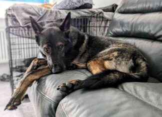 Cracking the Kodah Code: Understanding If Your Dog Is Depressed cracking-the-kodah-code-understanding-f-your-dog-s-depressed