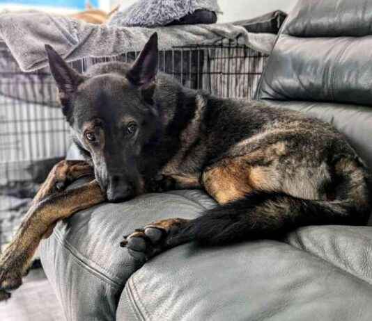 Cracking the Kodah Code: Understanding If Your Dog Is Depressed cracking-the-kodah-code-understanding-f-your-dog-s-depressed