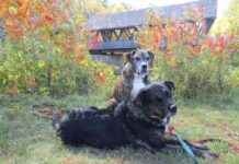 Dog Friendly Activities in New England: A Guide for Pet Owners dog-friendly-activities-in-new-england-a-guide-for-pet-owners