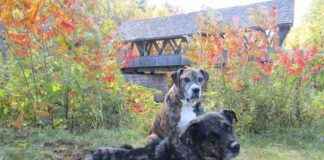 Dog Friendly Activities in New England: A Guide for Pet Owners dog-friendly-activities-in-new-england-a-guide-for-pet-owners