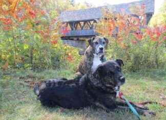 Dog Friendly Activities in New England: A Guide for Pet Owners dog-friendly-activities-in-new-england-a-guide-for-pet-owners