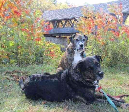Dog Friendly Activities in New England: A Guide for Pet Owners dog-friendly-activities-in-new-england-a-guide-for-pet-owners