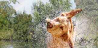 Dog Friendly Activities on Fiesta Island in San Diego dog-friendly-activities-on-fiesta-sland-in-san-diego