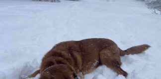 Dog New Year’s Resolutions: Lava’s Plans for 2025 dog-new-years-resolutions-lavas-plans-for-2025