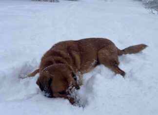 Dog New Year’s Resolutions: Lava’s Plans for 2025 dog-new-years-resolutions-lavas-plans-for-2025