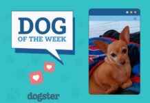 Dogster Photo Contest: December 12, 2024 Winners – Dogs of the Week dogster-photo-contest-december-12-2024-winners-dogs-of-the-week