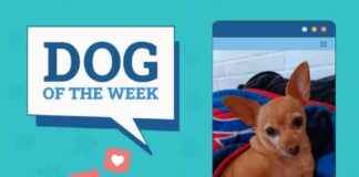 Dogster Photo Contest: December 12, 2024 Winners – Dogs of the Week dogster-photo-contest-december-12-2024-winners-dogs-of-the-week