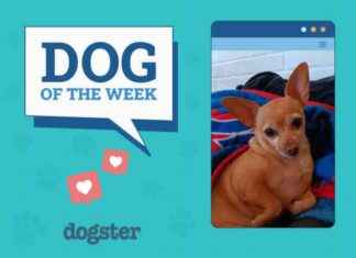 Dogster Photo Contest: December 12, 2024 Winners – Dogs of the Week dogster-photo-contest-december-12-2024-winners-dogs-of-the-week