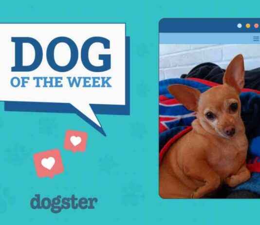 Dogster Photo Contest: December 12, 2024 Winners – Dogs of the Week dogster-photo-contest-december-12-2024-winners-dogs-of-the-week