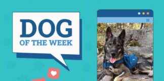 Dogster Photo Contest: December 19, 2024 – Dogs of the Week Winners dogster-photo-contest-december-19-2024-dogs-of-the-week-winners