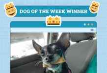 Dogster Photo Contest: Dogs of the Week Winners – December 26, 2024 dogster-photo-contest-dogs-of-the-week-winners-december-26-2024