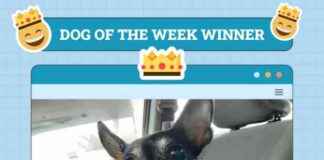 Dogster Photo Contest: Dogs of the Week Winners – December 26, 2024 dogster-photo-contest-dogs-of-the-week-winners-december-26-2024