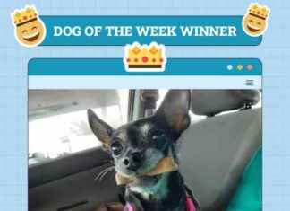 Dogster Photo Contest: Dogs of the Week Winners – December 26, 2024 dogster-photo-contest-dogs-of-the-week-winners-december-26-2024
