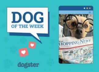 Dogster Photo Contest: Meet the Dogs of the Week Winners for December 5, 2024 dogster-photo-contest-meet-the-dogs-of-the-week-winners-for-december-5-2024