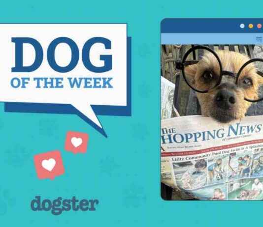 Dogster Photo Contest: Meet the Dogs of the Week Winners for December 5, 2024 dogster-photo-contest-meet-the-dogs-of-the-week-winners-for-december-5-2024