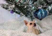 Dr. Karyn’s Dogs Enjoy Christmas Turkey & Stuffing: A Festive Feast dr-karyns-dogs-enjoy-christmas-turkey-stuffing-a-festive-feast