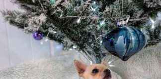 Dr. Karyn’s Dogs Enjoy Christmas Turkey & Stuffing: A Festive Feast dr-karyns-dogs-enjoy-christmas-turkey-stuffing-a-festive-feast